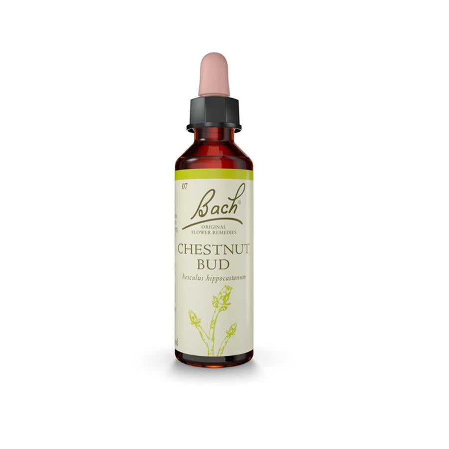 Floral de Bach Chestnut Bud (Sabedoria) 20ml - imagem principal