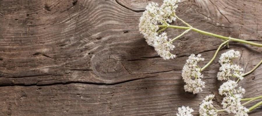 Valeriana Branca pousada em madeira